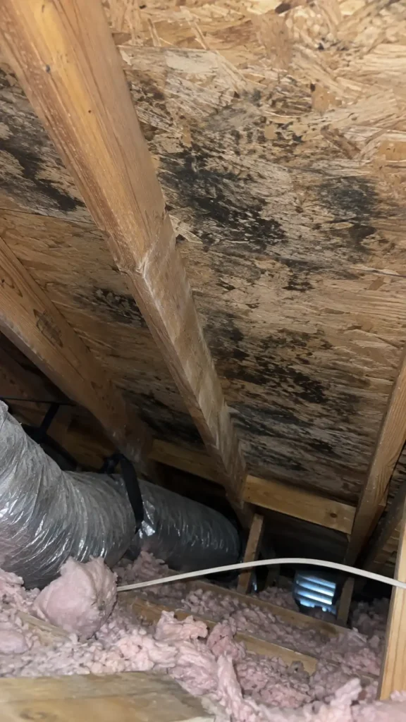 Signs of Mold in Your Attic