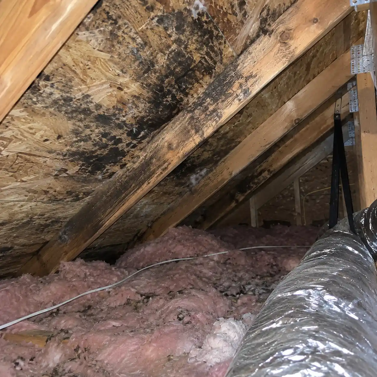 Attic Mold Remediation