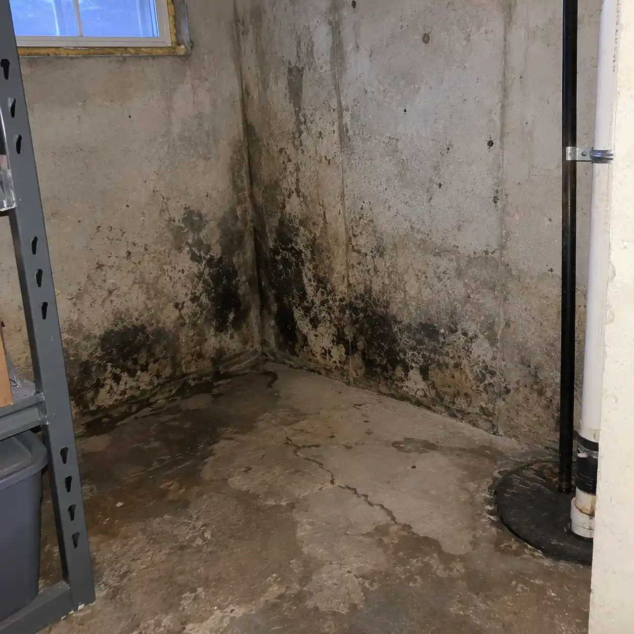 Basement Mold Remediation