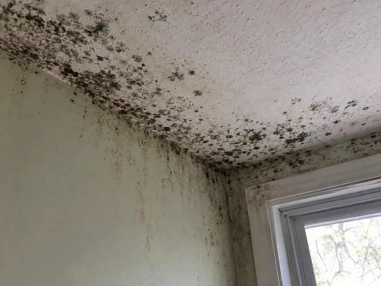 Extensive black mold covering a ceiling and wall corner near a window in a Kansas City home.