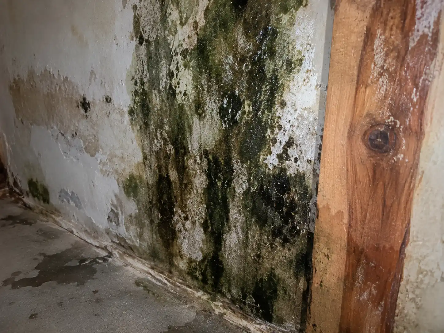 Signs of a Black Mold Problem