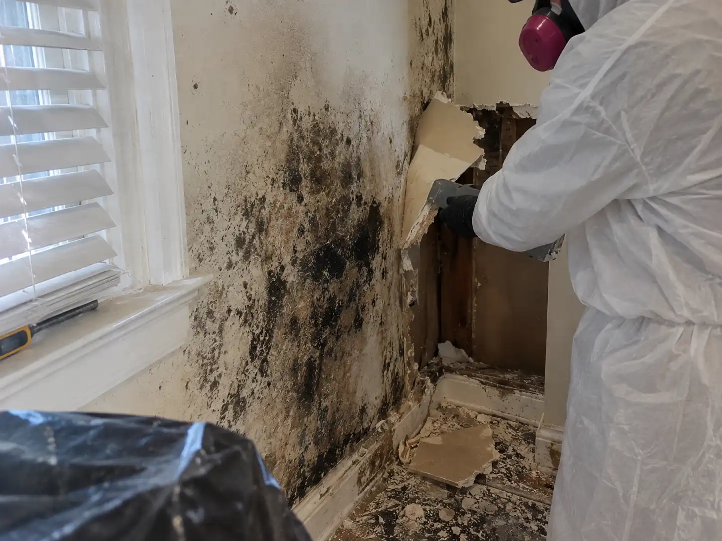 Mold Removal Kansas City