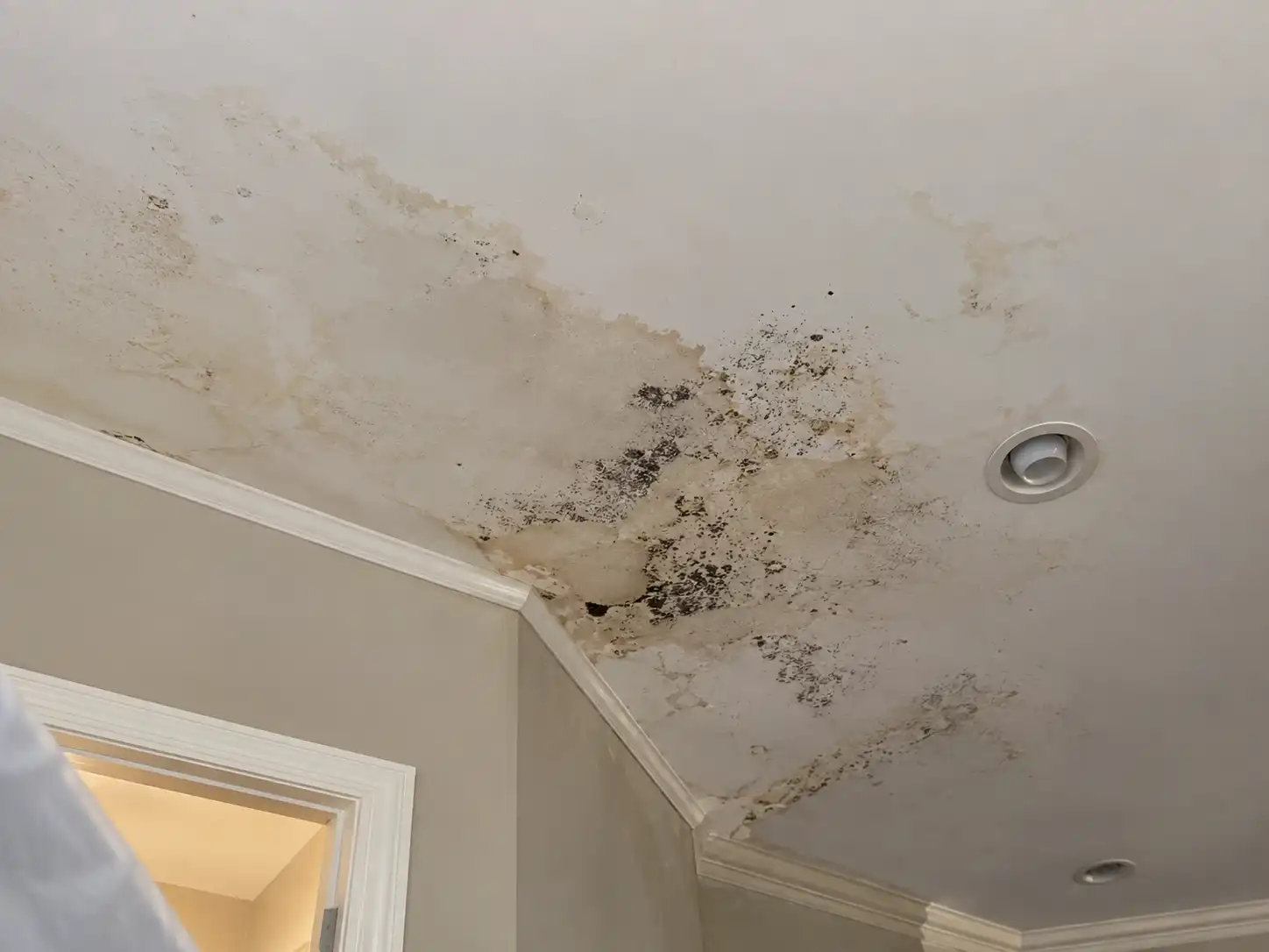 Kansas City MO mold damage restoration service