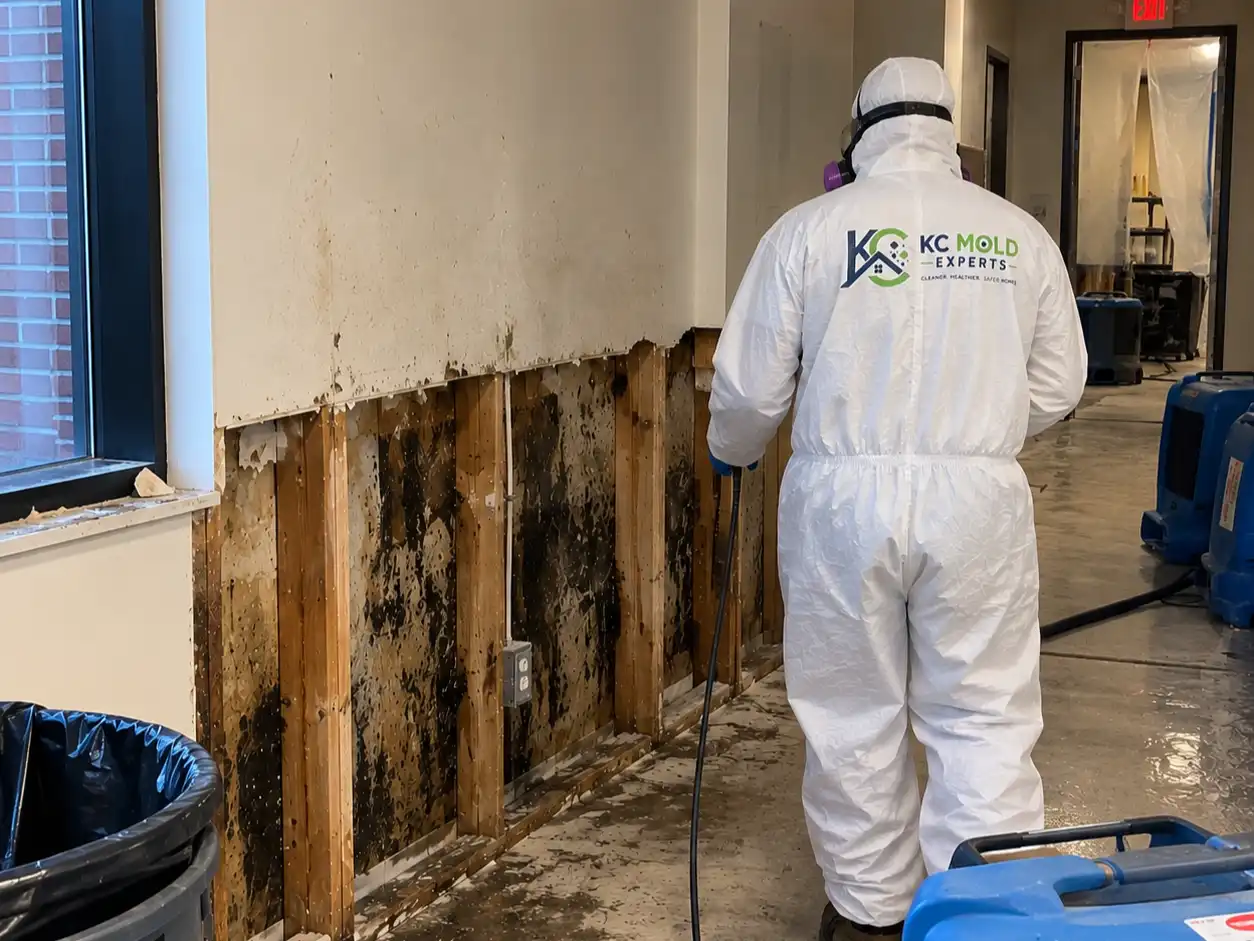 Commercial Mold Removal Kansas city