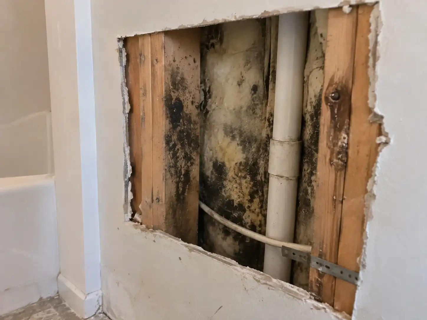 You Suspect Hidden Mold