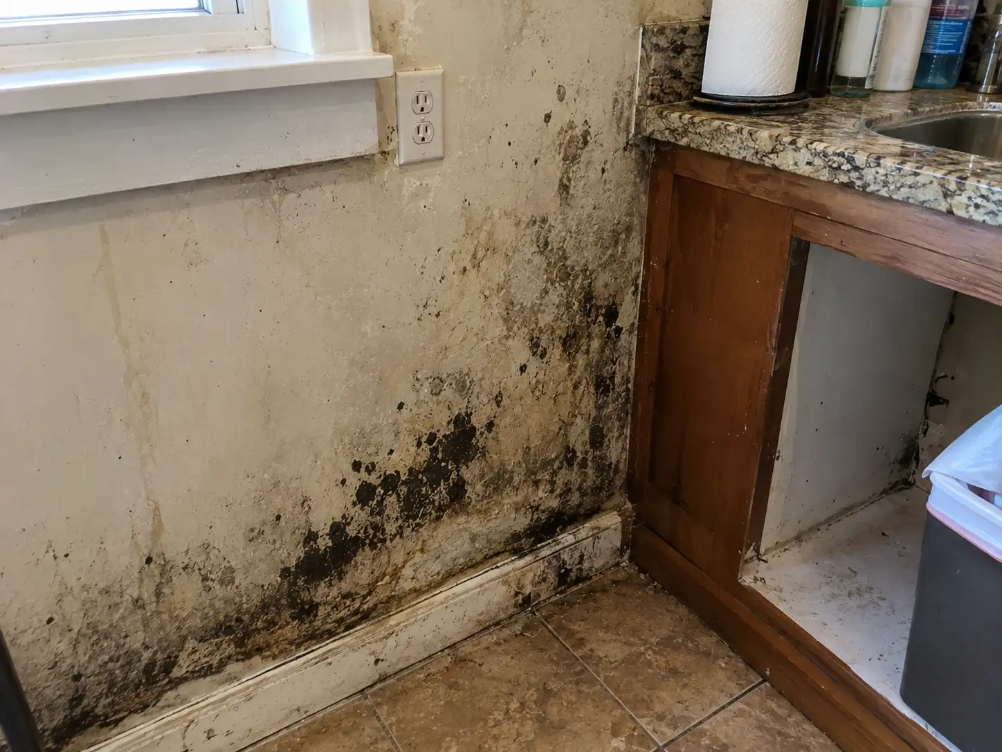 Kitchen Mold Removal