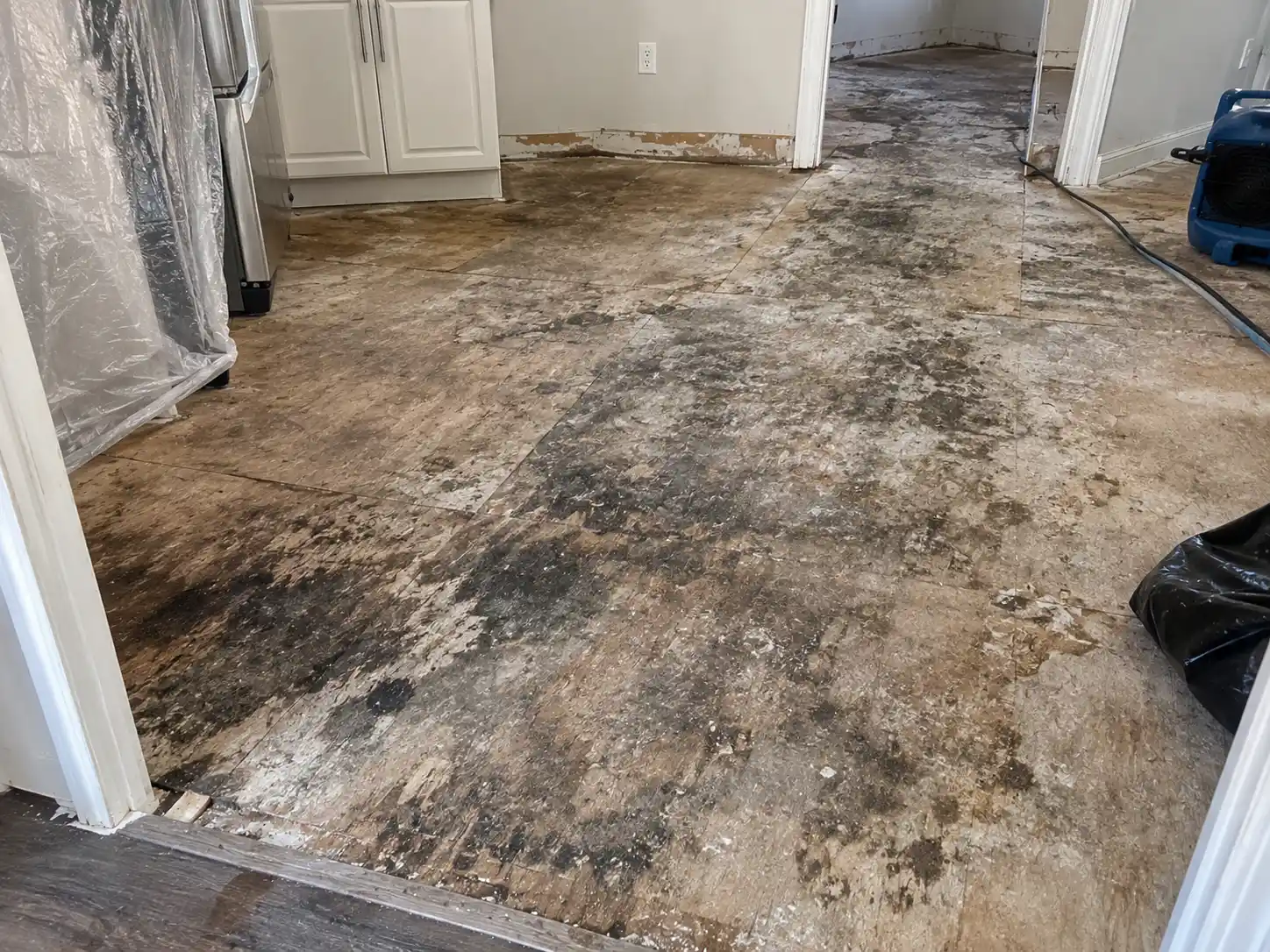 Mold damage inspection in Kansas City, MO