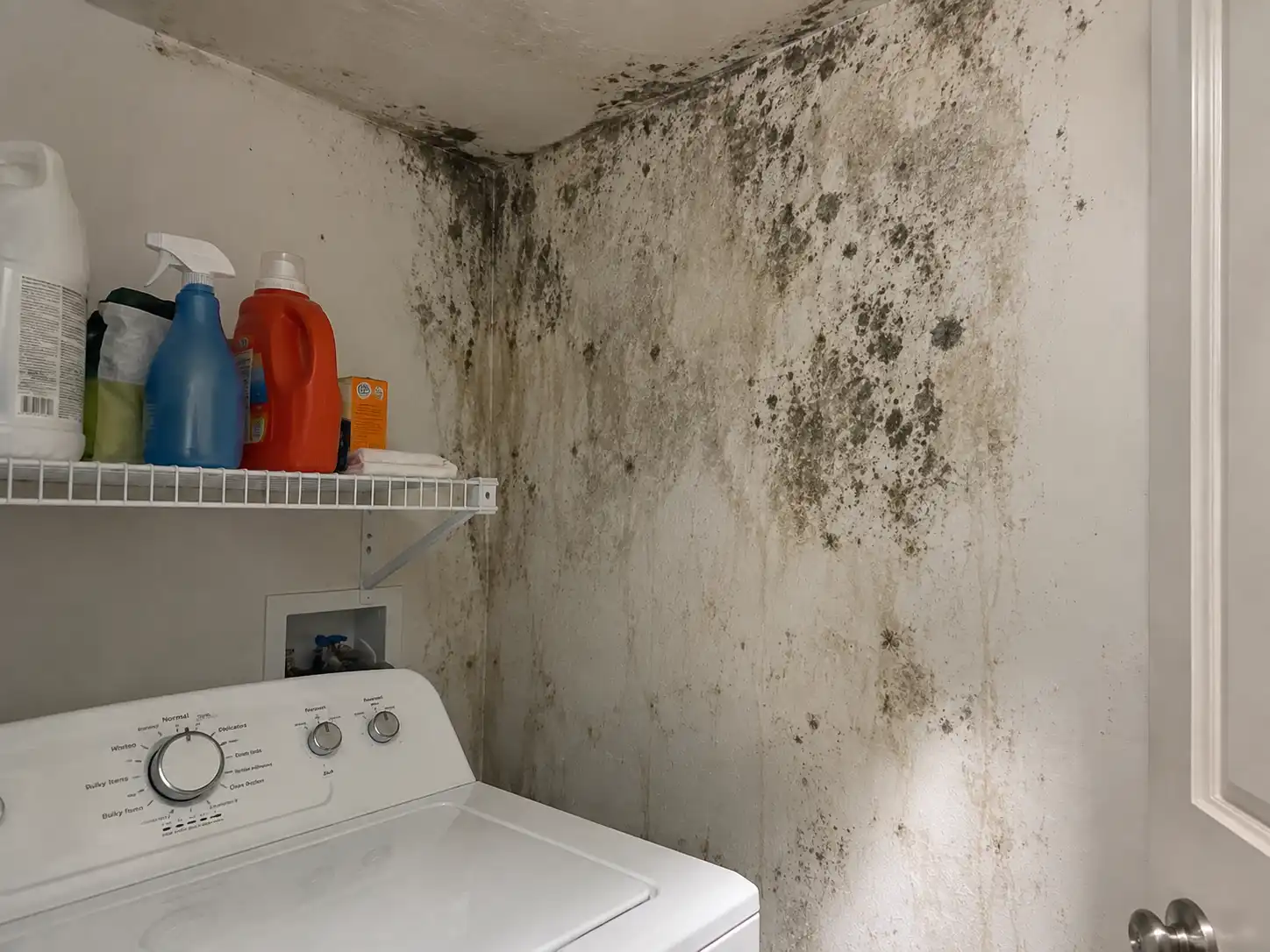 Laundry Room Mold Removal Kansas city