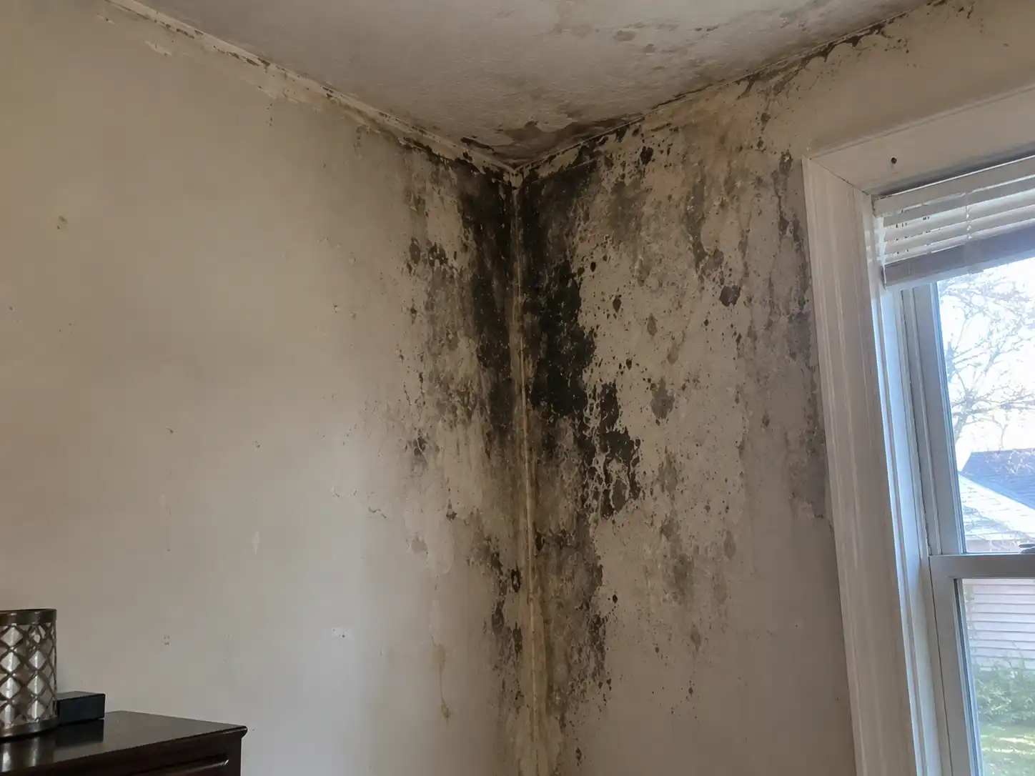 Residential Black Mold Removal